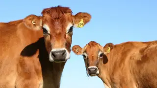 Dwie brązowe krowy, przedstawicielki ras bydła mlecznego, patrzą w obiektyw na tle błękitnego nieba.