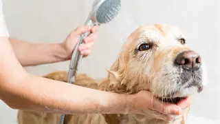 Złoty retriever w wannie, myty prysznicem. Pielęgnacja sierści to ważna część tego, co ile myć psa.