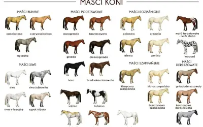 Koń maści płowej, jasnobułany, prezentuje się elegancko. Obok niego inne maści koni: myszata, gniada, kara.