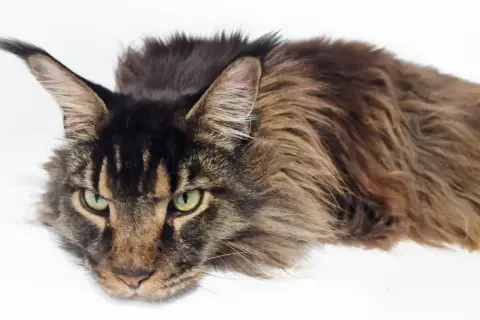 Duży, kudłaty maine coon z zielonymi oczami leży na białym tle. Zastanawia się, jaka kuweta dla maine coona będzie najlepsza.