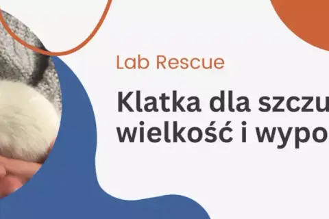 Jaką klatkę dla szczura wybrać, by zapewnić mu komfort i bezpieczeństwo?