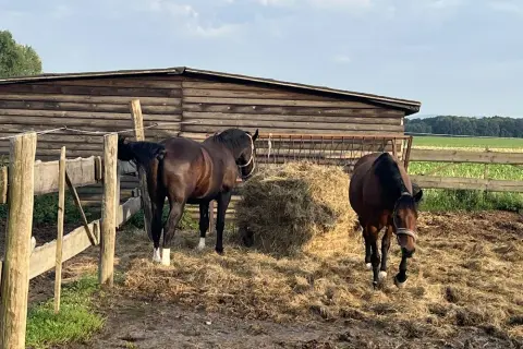 Stadnina Koni Szymanów - pełna oferta jazdy konnej i opieki nad końmi