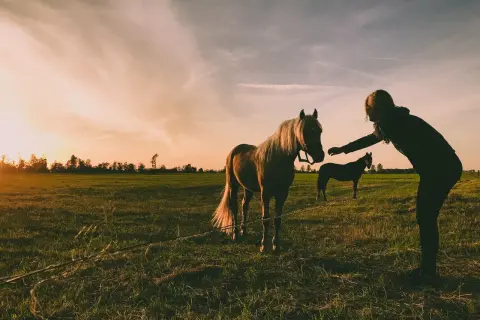 Zachód słońca nad łąką, gdzie kobieta wyciąga rękę do ogiera. Może szuka dla niego imiona?