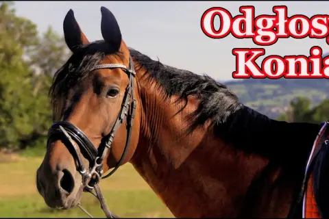 Jakie dźwięki wydaje koń i co naprawdę oznaczają te odgłosy?