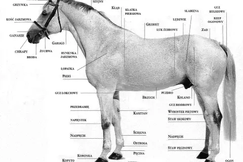 Anatomia konia: grzbiet, zad, łopatka, pierś, brzuch, kończyna, kopyto, słabizna.