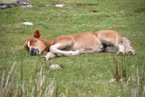 Jak śpi koń? Odkryj tajemnice snu koni i ich pozycje snu