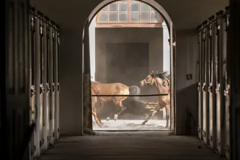 Dwa brązowe konie biegną przez łukowe przejście stajni, wzbijając kurz.