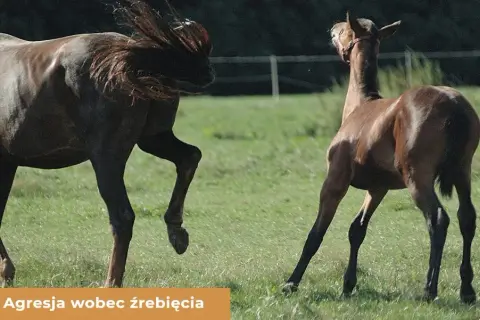 Samica w stadninie: Klacz czy kobyła? Poznaj różnice i synonimy
