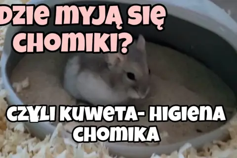 Jak nauczyć chomika robić do kuwety - skuteczne metody i porady