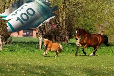 Dwa konie, duży i kucyk, biegają po łące. Nad nimi unoszą się zwinięte banknoty 100 zł, symbolizujące dopłaty do koni.