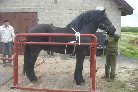 Przygotowanie konia do budowy boksu. Czarny koń w specjalnej konstrukcji, ludzie pomagają.