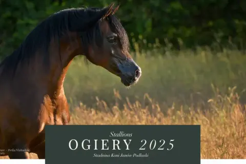 Jak obliczyć liczbę ogierów w stadninie z 48 końmi?