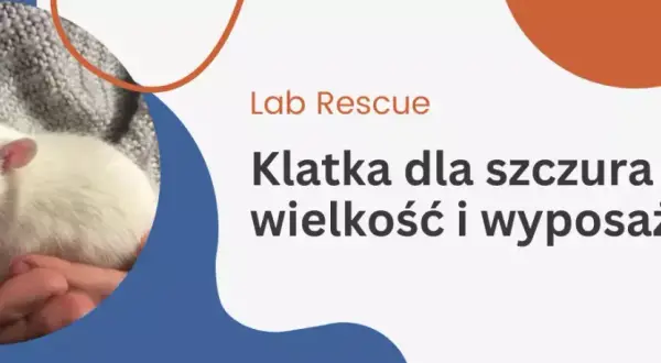 Jaką klatkę dla szczura wybrać, by zapewnić mu komfort i bezpieczeństwo?