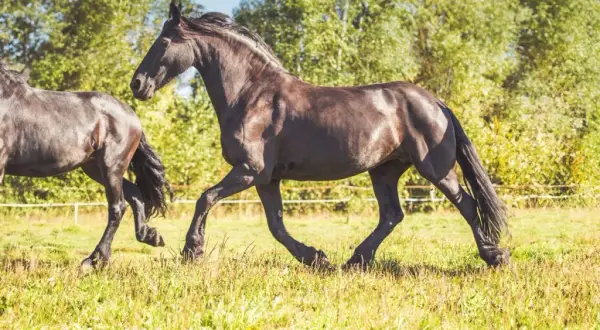 Stajnia koni Sopot - najlepsze oferty jazdy konnej i opieki nad końmi