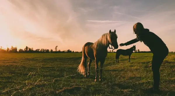 Zachód słońca nad łąką, gdzie kobieta wyciąga rękę do ogiera. Może szuka dla niego imiona?