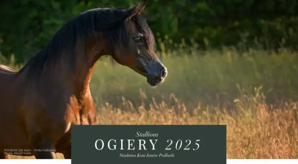 Jak obliczyć liczbę ogierów w stadninie z 48 końmi?