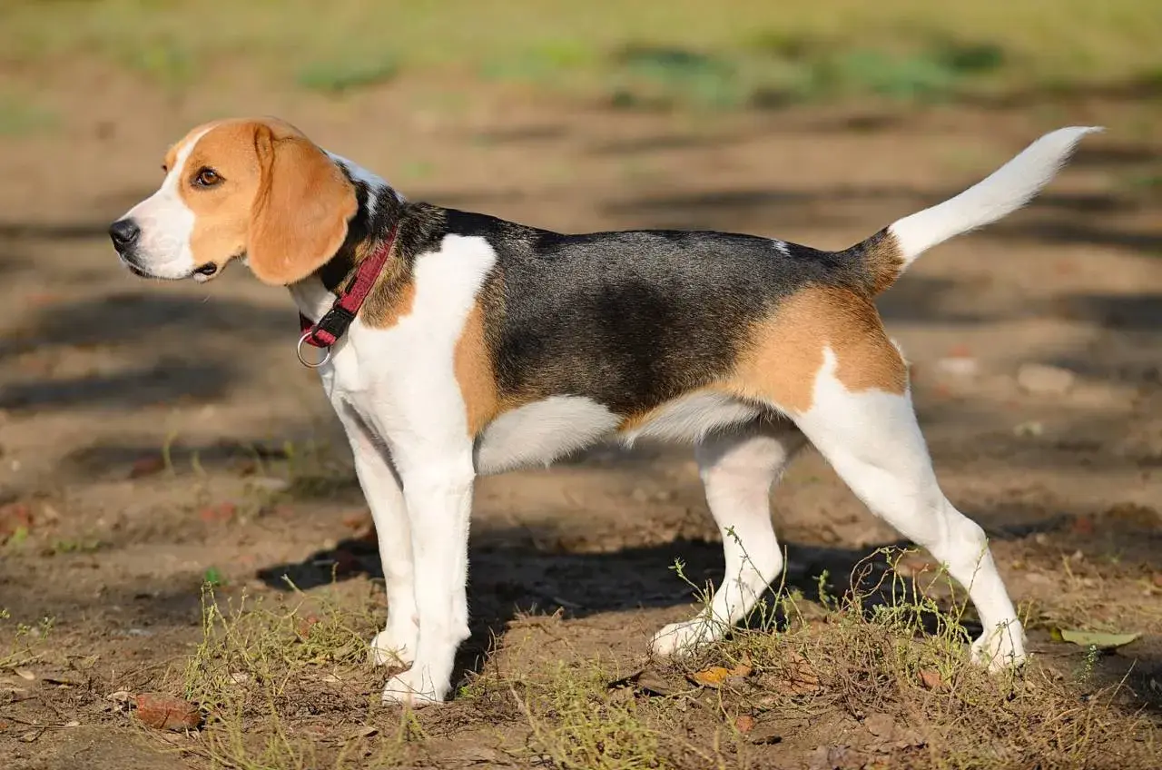 Beagle, jedna z ras psów myśliwskich, w trójkolorowym umaszczeniu, stoi na tle ziemi i trawy.