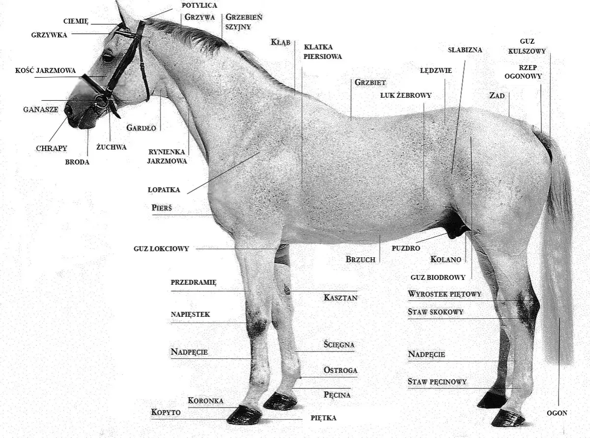 Anatomia konia: grzbiet, zad, łopatka, pierś, brzuch, kończyna, kopyto, słabizna.