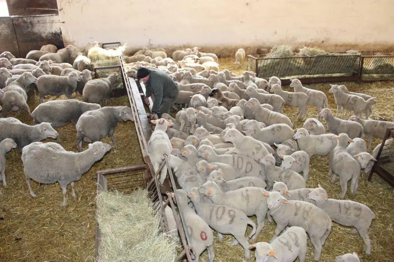 Hodowla owiec w oborze. Rolnik karmi stado białych owiec, niektóre mają numery na grzbietach.