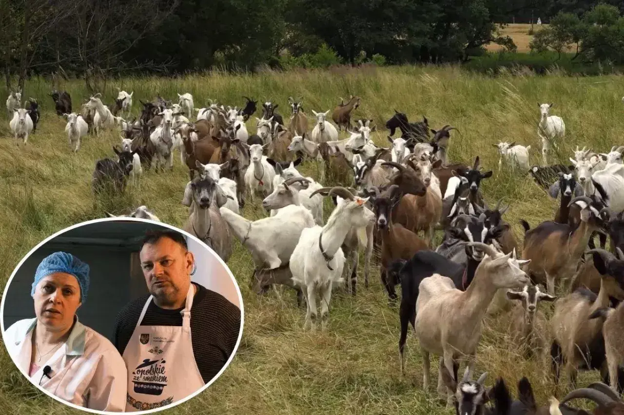 Stado kóz na łące. W kółku para ludzi, którzy mogą wiedzieć, ile kosztuje koza mleczna.
