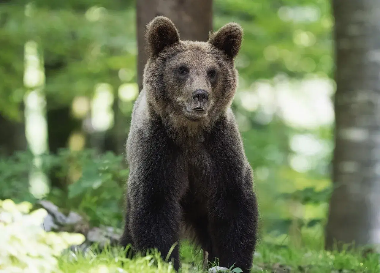 Młody niedźwiedź brunatny siedzi w lesie. Jego legowisko to gawra, gdzie zimuje.