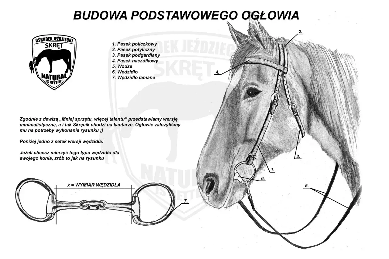Ilustracja przedstawia budowę ogłowia konia z ponumerowanymi częściami, w tym wędzidło.