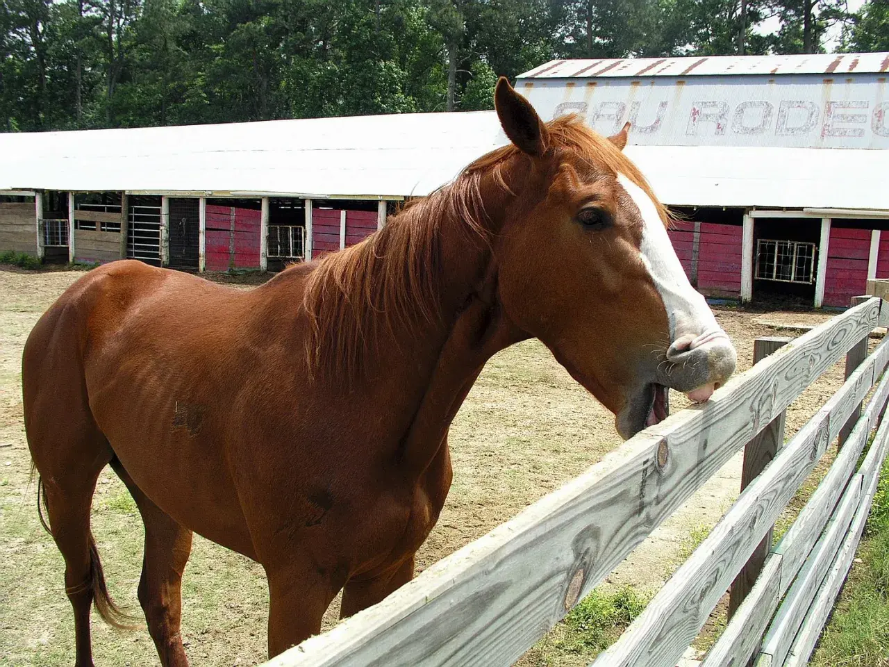 Brązowy koń z białą strzałką na pysku pochyla się nad płotem, pokazując język. W tle widać stajnie i napis "RODEO".