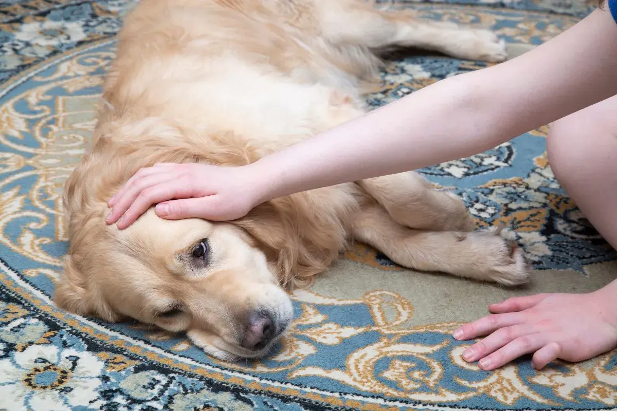 Złoty retriever leży na dywanie, głaskany przez człowieka. Pies wygląda na chorego, może to skręt żołądka.