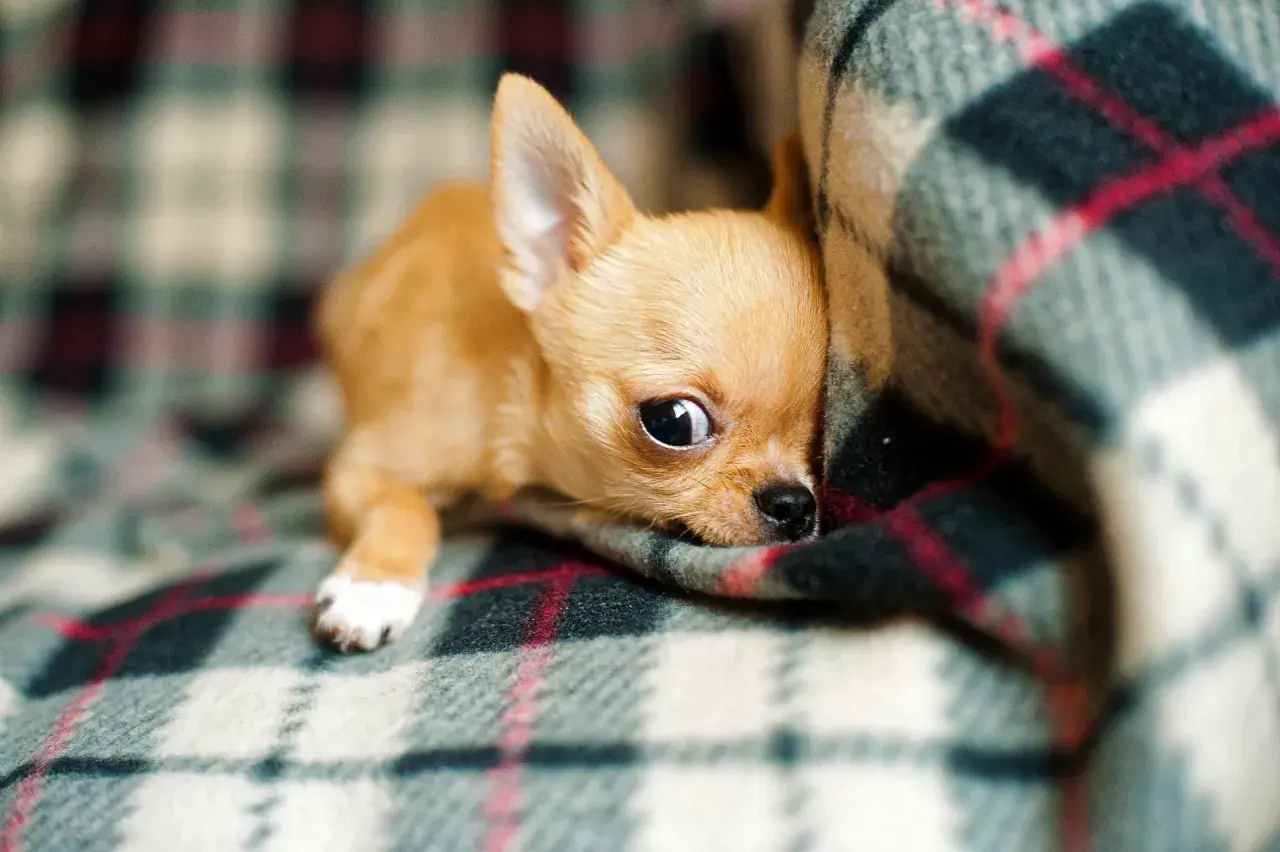 Uroczy szczeniak chihuahua, jeden z najmniejszych psów miniaturki, wtula się w ciepły koc w kratę.
