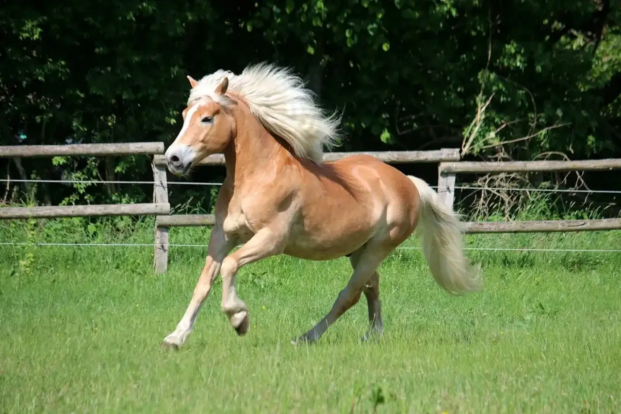 Piękny, kasztanowaty angielski kucyk z bujną, blond grzywą galopuje po zielonej łące.