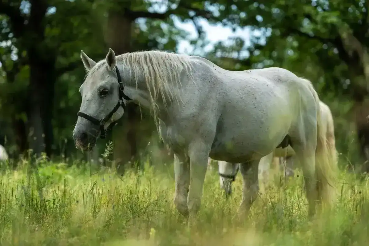 Piękny, dereszowaty koń pasie się na łące. Jego sierść jest lekko nakrapiana, a grzywa rozwiana na wietrze.