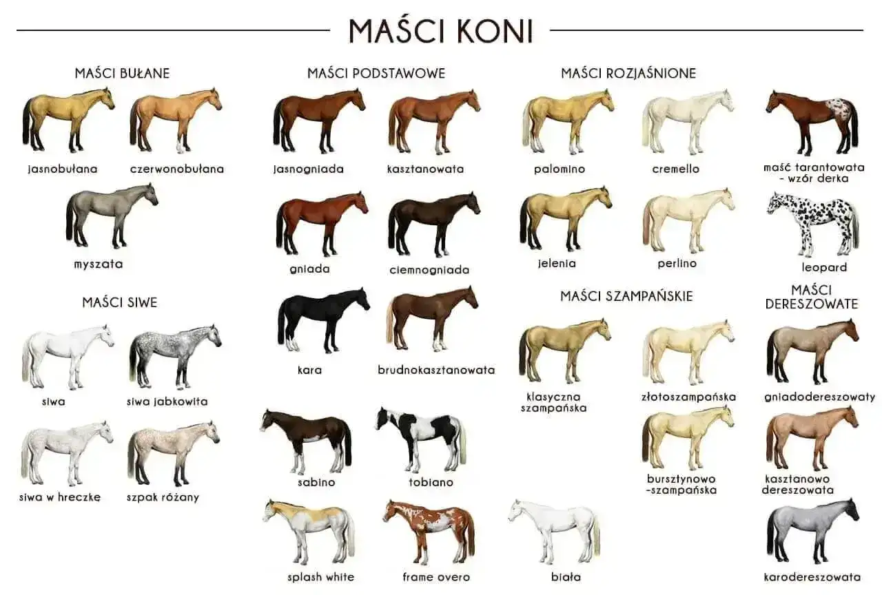 Skarogniady koń, obok kasztanowatego i gniadego, to jedna z podstawowych maści koni.