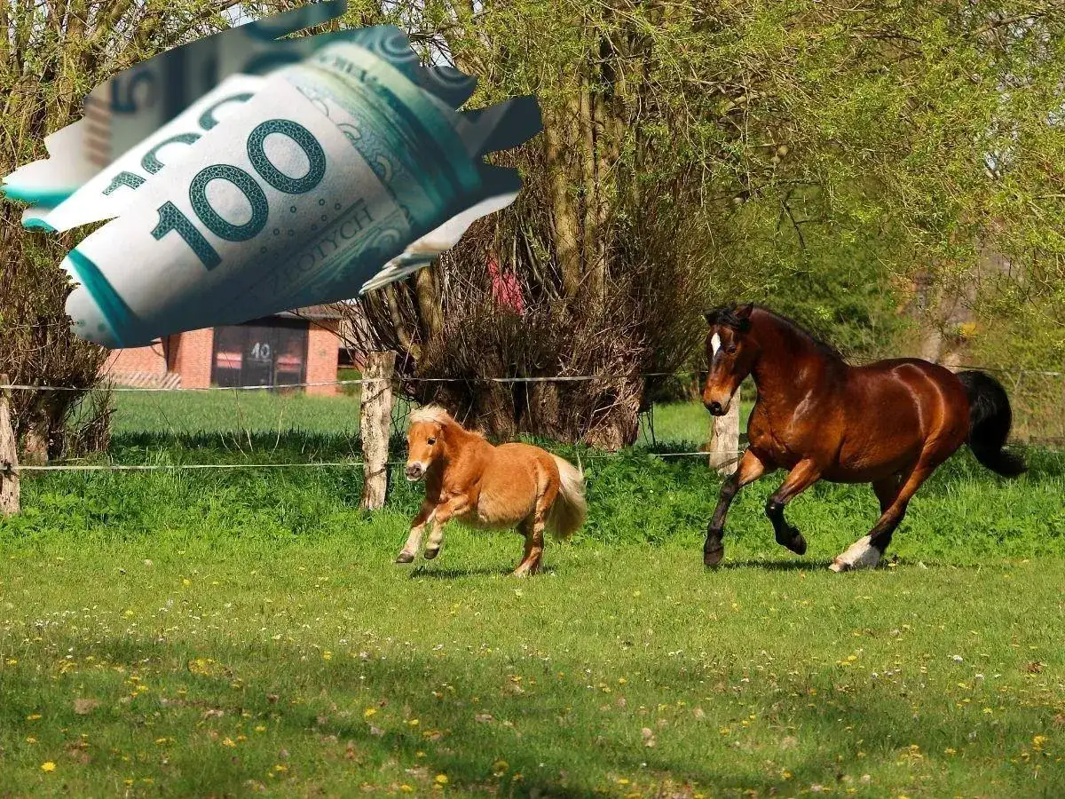 Dwa konie, duży i kucyk, biegają po łące. Nad nimi unoszą się zwinięte banknoty 100 zł, symbolizujące dopłaty do koni.