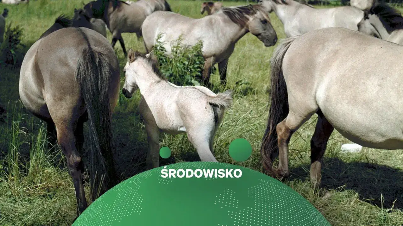 Stado koników biłgorajskich pasących się na łące. Wśród nich źrebię.