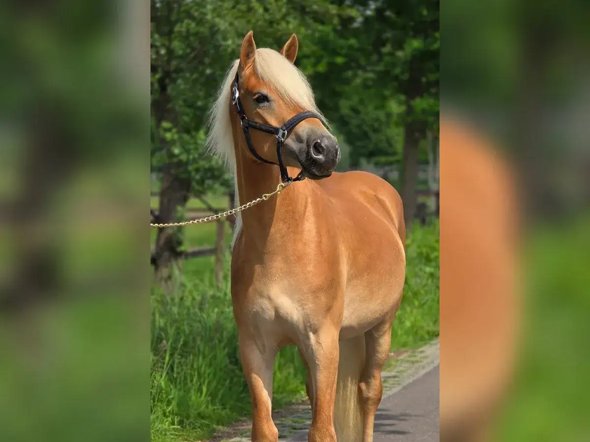 Piękny haflinger o kasztanowatym umaszczeniu i jasnej grzywie, prezentujący swój imponujący wzrost na tle zieleni.