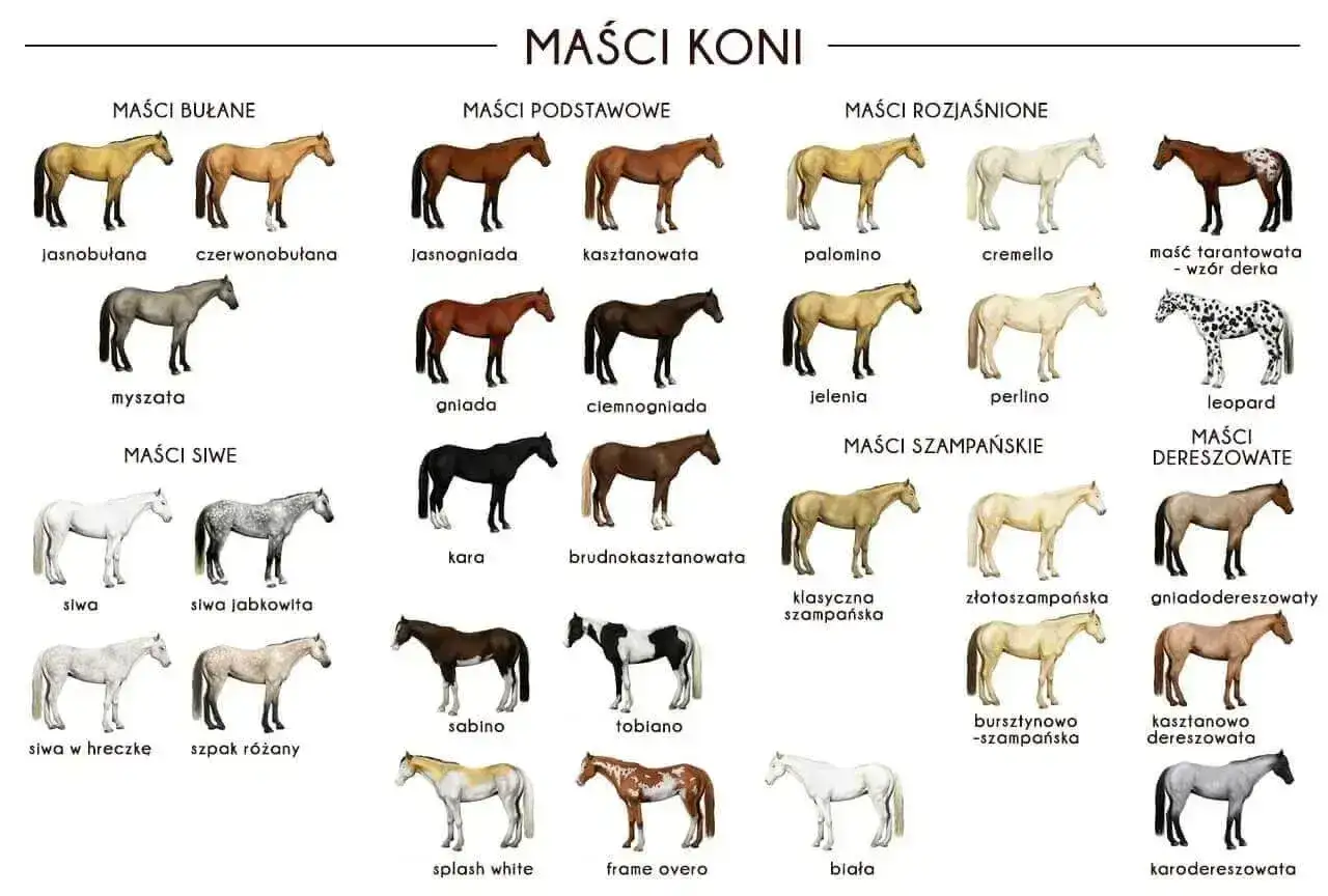 Płowy koń, jasnobułany, to jeden z wielu odcieni maści koni przedstawionych na ilustracji.