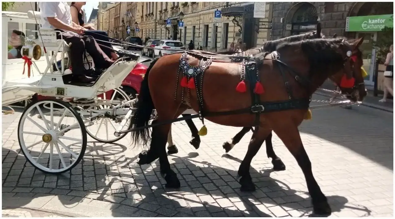 Zdjęcie Kopać się z koniem co to znaczy? Zrozum frustrację i marnotrawstwo