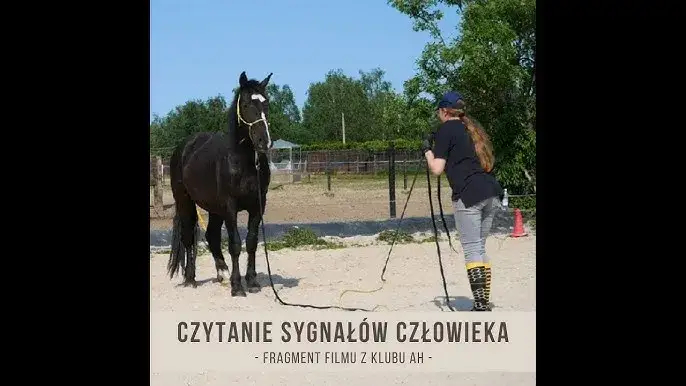 Zdjęcie Jak nauczyć konia szacunku do człowieka – skuteczne metody treningu