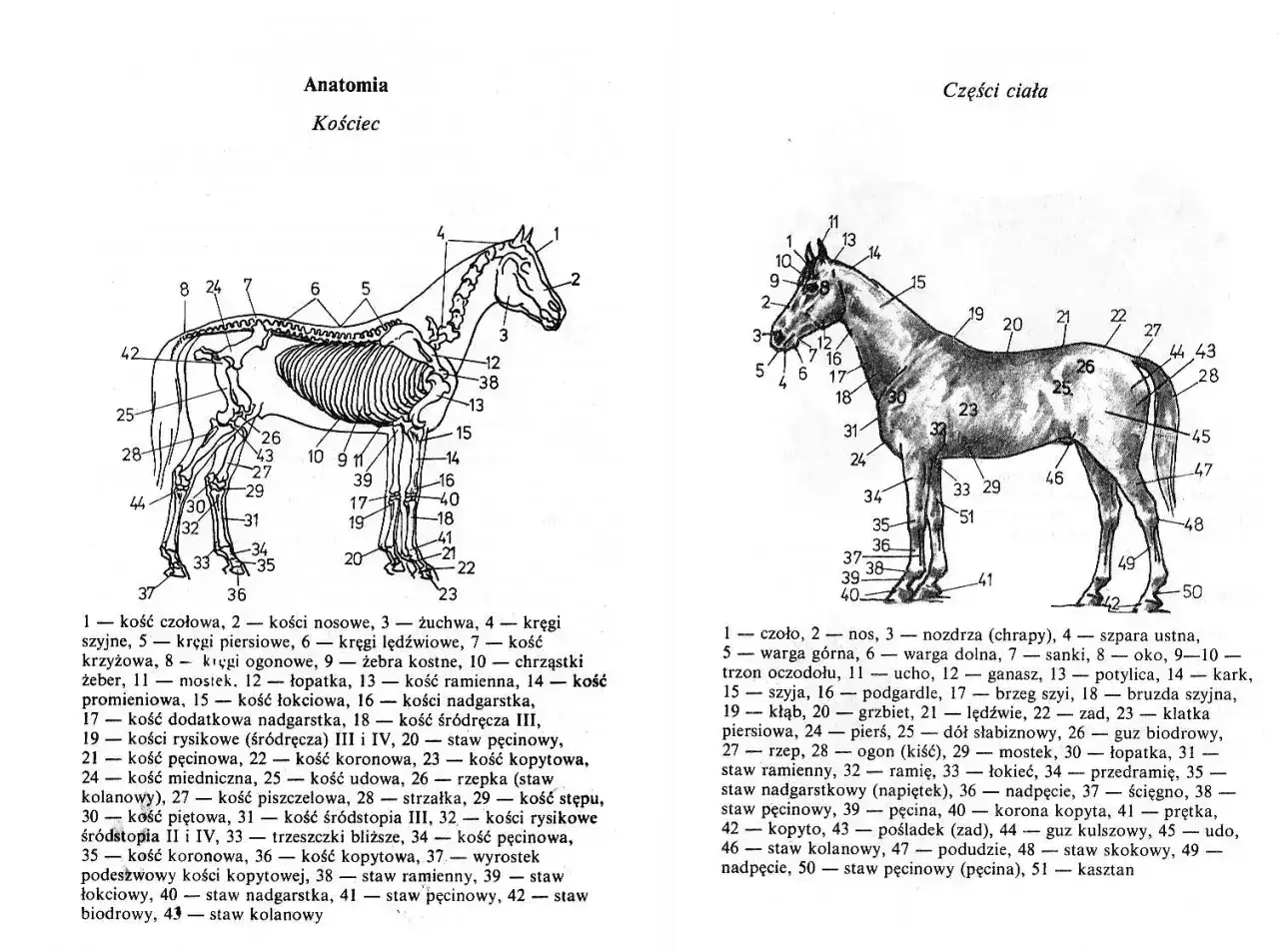 Ilustracja przedstawia szkielet konia z ponumerowanymi kośćmi. Widoczne są nogi konia, w tym kości pęcinowe, koronowe i kopytowe.