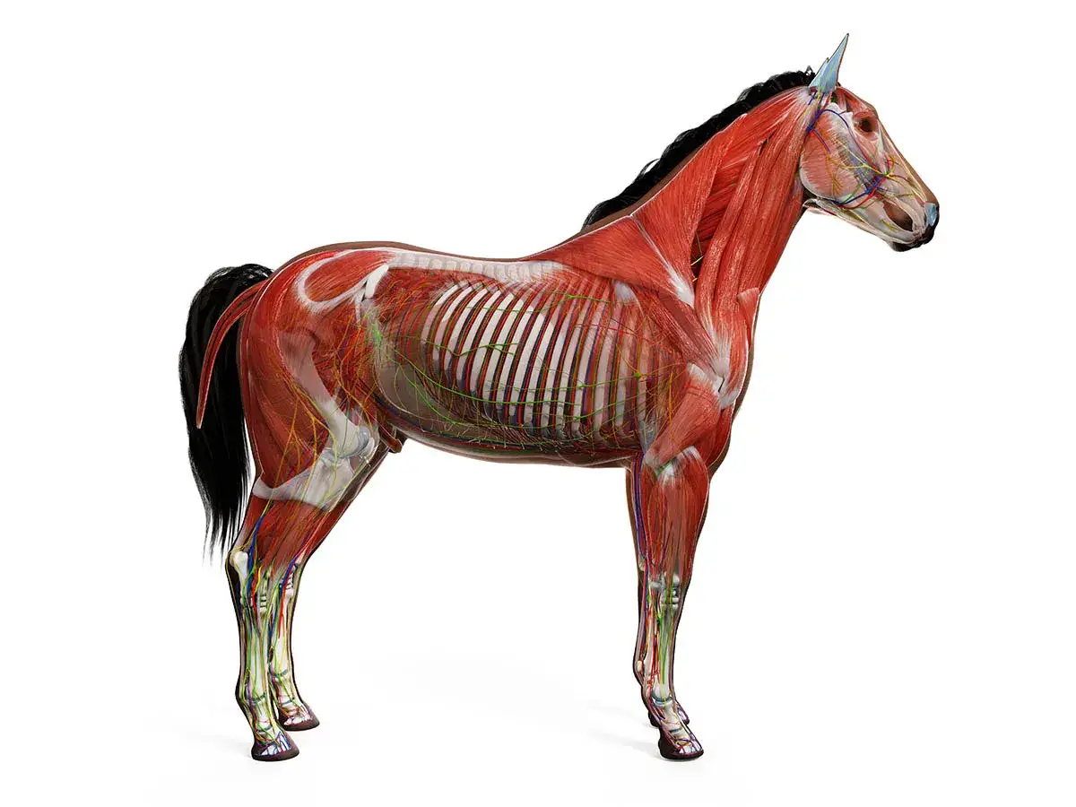 Anatomia konia z widocznymi mięśniami, naczyniami krwionośnymi i nerwami. Ilustracja pokazuje, jak wygląda słabizna u konia, gdy jest odsłonięta.