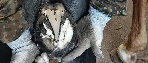 Zdjęcie Po co podkuwa się konie i jak uniknąć niepotrzebnych kontuzji