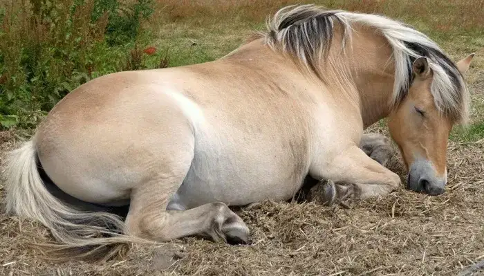 Zdjęcie Jak śpi koń? Odkryj tajemnice snu koni i ich pozycje snu