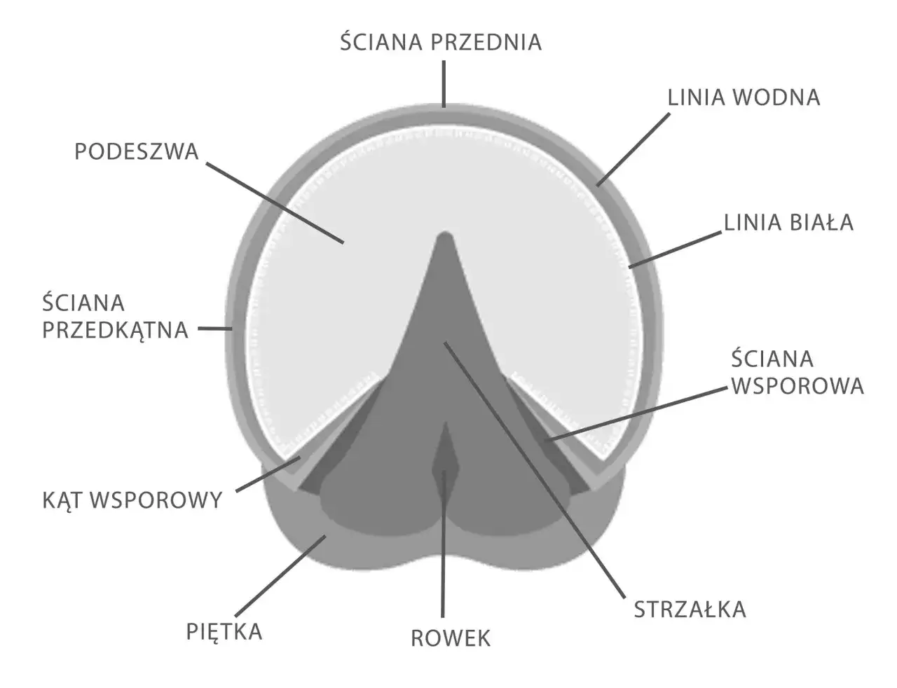 Schemat podkowy konia z zaznaczonymi elementami: podeszwa, ściana przednia, linia wodna, linia biała, ściana wsporowa, strzałka, rowek, piętka i kąt wsporowy.