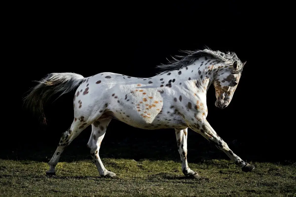 Piękny koń rasy appaloosa w biegu, z charakterystycznym cętkowanym umaszczeniem, na tle czerni.
