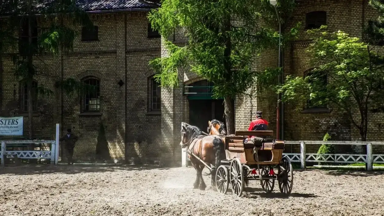 Zdjęcie Stadnina koni Kętrzyn: historia, hodowla i atrakcje turystyczne