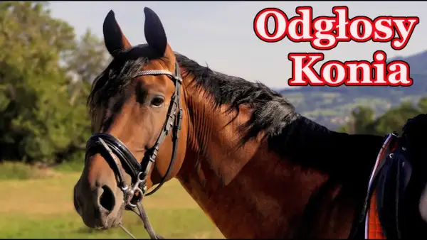 Jakie dźwięki wydaje koń i co naprawdę oznaczają te odgłosy?