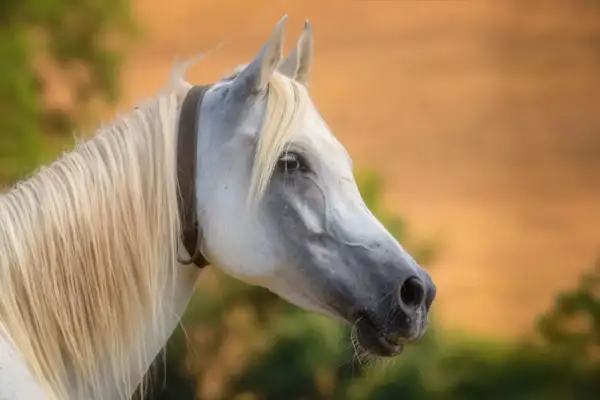 Piękny koń o jasnej grzywie i eleganckim profilu, uosobienie czystej krwi arabskiej.