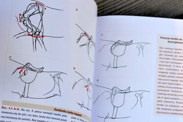 Ilustracje pokazują, jak dopasować siodło do konia, analizując ruch łopatek.