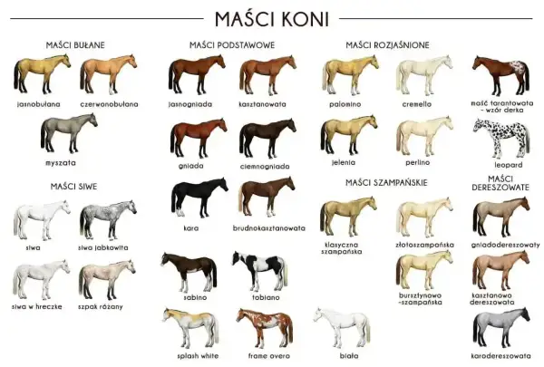 Skarogniady koń, obok kasztanowatego i gniadego, to jedna z podstawowych maści koni.