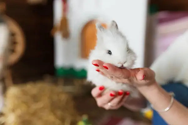 Mały, biały króliczek w dłoniach. Zastanawiasz się, jaka kuweta dla królika będzie najlepsza?